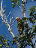 A Colorful Cuban Parrot, Amazona Leucocephala, Sits in a Tree Top Photographic Print