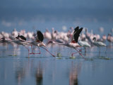 Greater Flamingos Run Through Shallow Water as They Take Flight Photographic Print