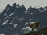 Guanaco (Lama guanacoe) Lámina fotográfica Guanaco (Lama guanacoe) Lámina fotográfica