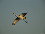 A Rare Japanese Red-Crowned Crane Flies Gracefully Photographic Print