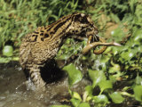 An Ocelot Grabs an Immature Anaconda out of a Stream Photographic Print by Ed George