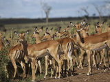 A Group of Impalas (Aepyceros Melampus) Survey Their Surroundings Photographic Print