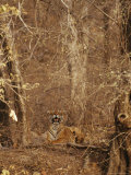 A Resting Bengal Tiger Camouflaged in Forest Growth Photographic Print by Jason Edwards