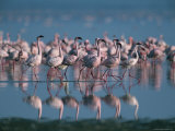 A Group of Greater Flamingos Wade in the Shallow Water of Lake Nakuru Photographic Print by Roy Toft