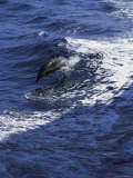 A Dolphin Leaps from the Ocean Near Kona, Hawaii Photographic Print