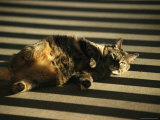 A Pet Cat Lies in Striped Shadows Photographic Print by Medford Taylor