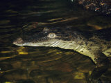 An endangered Phillipine crocodile floats on the surface of a pond Lámina fotográfica