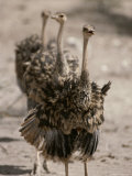 A Trio of Ostriches, Struthio Camelus Photographic Print