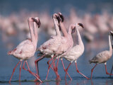 A Group of Greater Flamingos Wade in the Shallow Water of Lake Nakuru Photographic Print by Roy Toft