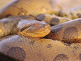 Close View of an Anaconda in Venezuela Photographic Print by Ed George