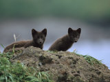 A Pair of Arctic Foxes in Their Summer Coats Photographic Print
