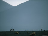 Ostriches in the Atacama Desert Photographic Print