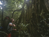 A Man Examines a Giant Strangler Fig Tree in a Rain Forest Photographic Print