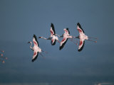 Greater Flamingos in Flight Photographic Print