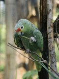A Red Lored Parrot Sits on a Tree Branch in Venezuela Photographic Print