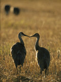 Pair of Sandhill Cranes, Beak to Beak Photographic Print