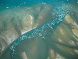An Aerial View of a Pod of Beluga Whales Congregated in an Inlet Photographic Print
