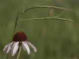 A Walking Stick Insect Balances on a Blade of Grass over a Coneflower Photographie par Annie Griffiths