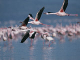 Greater Flamingos in Flight over Lake Nakuru Photographic Print