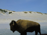 An American Bison Stands in a Wintry Landscape Photographic Print by Raymond Gehman