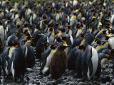 A juvenile King penguin stands within a colony of King penguins on the beach of Fortuna Bay Lámina fotográfica A juvenile King penguin stands within a colony of King penguins on the beach of Fortuna Bay Lámina fotográfica