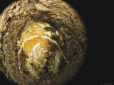 A Brood X, 17-Year Cicada Nymph Emerging from its Hole Photographic Print