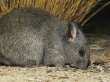 Close View of an Endangered Greater Stick Nest Rat Photographic Print