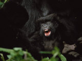 Close View of a Squealing Gorilla Infant Photographic Print