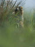 An Attwaters Prairie Chicken (Tympanuchus Cupido Attwateri) Hides in the Underbrush Photographic Print