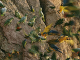 Blue and Yellow Macaws and Other Birds Gather on a Riverside Cliff Photographic Print by Maria Stenzel