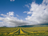 Vineyards in Californias Edna Valley Photographie