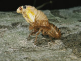 A Brood X, 17-Year Cicada Emerges from its Nymphal Exoskeleton Photographic Print by Darlyne A. Murawski