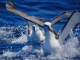 Shy Albatrosses Running on Water to Take off into Flight, This Species is Considered Vulnerable Photographic Print by Jason Edwards