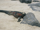 Marine Iguana on Espanola Island in the Galapagos Islands; the Only Sea-Going Lizard in the World Photographic Print by Gina Martin