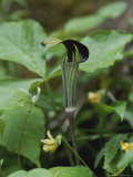 A jack in the pulpit grows in the mist below Fall Creek Falls. Lámina fotográfica A jack in the pulpit grows in the mist below Fall Creek Falls. Lámina fotográfica