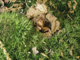 A Brood X, 17-Year Cicada Nymph Emerging from its Hole Photographic Print