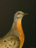 A Stuffed and Mounted Passenger Pigeon on Display at a Museum Photographie par Joel Sartore