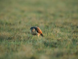 A Broad Winged Hawk (Buteo Platypterus) Crouching in the Grass Photographic Print