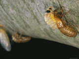 Brood X, 17-Year Cicadas Emerge from Their Nymphal Exoskeletons Photographic Print by Darlyne A. Murawski
