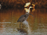 A Great Blue Heron Eats a Fish Photographic Print