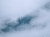 Spruce Trees Peek Through the Fog in Yoho National Park Photographic Print by Michael Melford