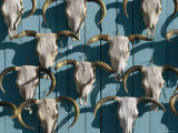 Bleached Cow Skulls Decorate a Wall Photographie par Paul Chesley