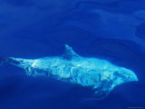 A Rare Rissos Dolphin Swimming Along the Continental Shelf Photographic Print by Jason Edwards