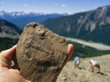 A fossil found in the shale at Burgess Shale in Yoho National Park Lámina fotográfica A fossil found in the shale at Burgess Shale in Yoho National Park Lámina fotográfica