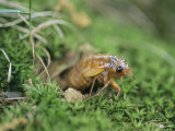 A Brood X, 17-Year Cicada Nymph Emerging from its Hole Photographic Print