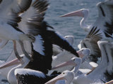 A Group of Australian Pelicans Both in Water and Taking Flight Photographic Print by Jason Edwards