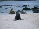 A Sea Lion Plays Near the Water off of Espanola Island. the Largest Animal in the Galapagos Islands Photographic Print
