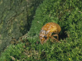 A Brood X, 17-Year Cicada Nymph Emerging from its Hole Photographic Print
