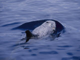 A Rare Rissos Dolphin Surfacing for a Breath Photographic Print
