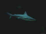 A Shark at the Henry Doorly Zoo Photographic Print